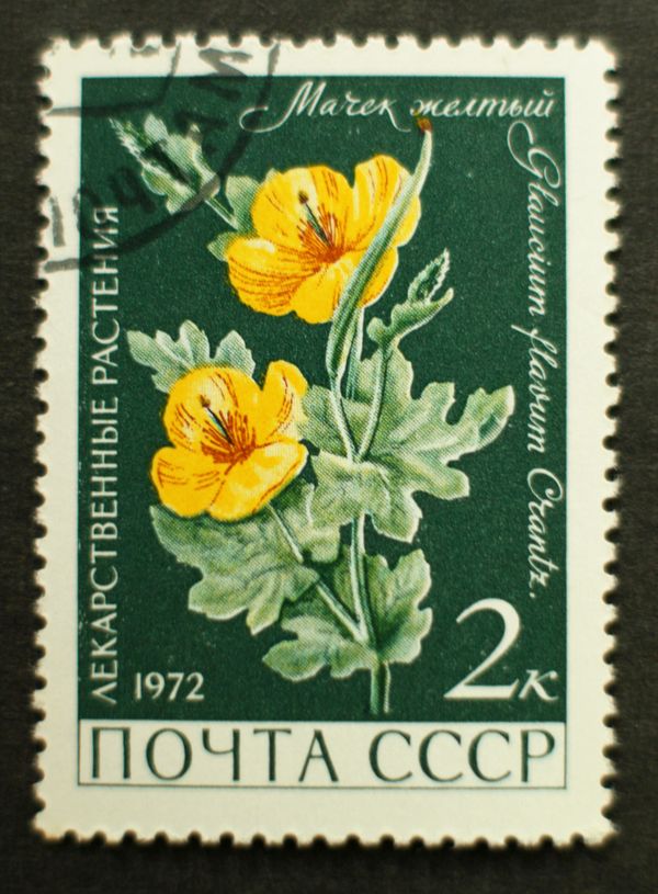Yellow Horned Poppy (Glaucium flavum)