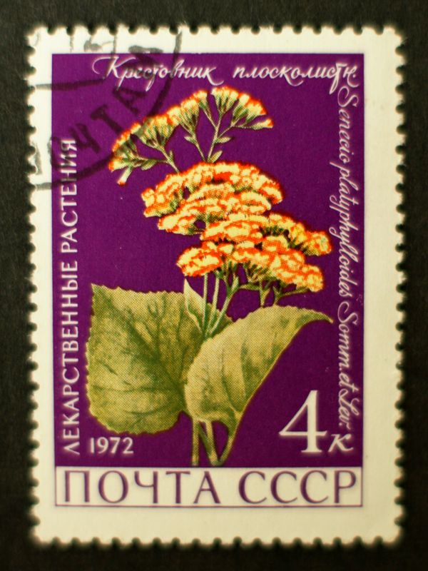 Groundsel (Senecio platyphylloides)