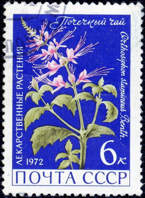 Nephrite Tea (Orthosiphon stamineus)