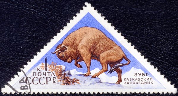 European Bison (Bison bonasus)