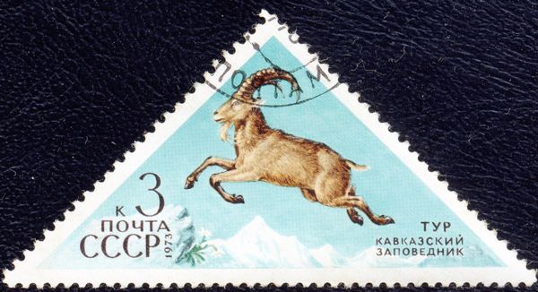 West Caucasian Tur (Capra caucasica)