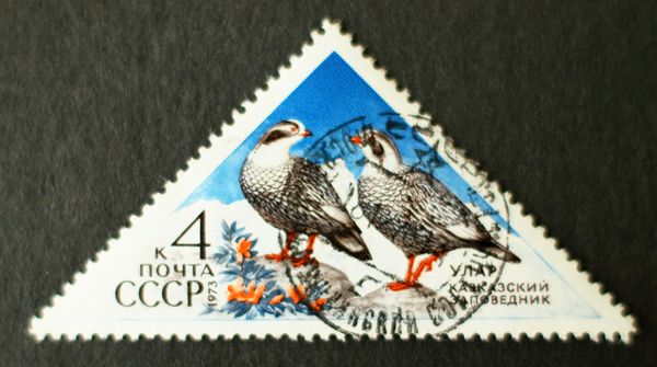 Caucasian Snowcock (Tetraogallus caucasicus)