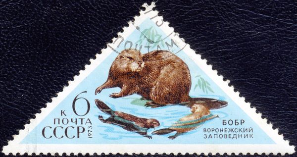 Eurasian Beaver (Castor fiber)
