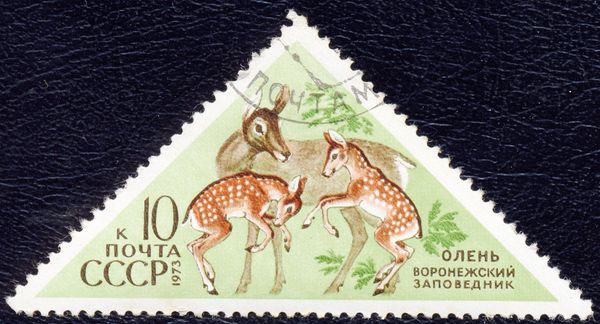 Red Deer (Cervus elaphus)