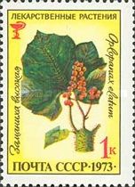 Devil's Club (Oplopanax elatum)