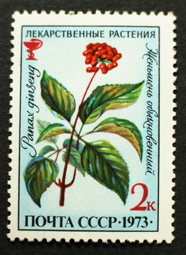 Redberry (Panax ginseng)
