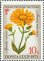 Mountain Arnica (Arnica montana)
