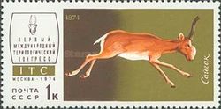 Saiga Antelope (Saiga tatarica) 