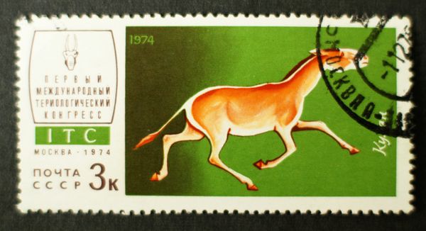 Turkmenian Kulan (Equus hemionus kulan)