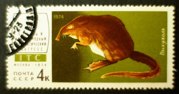 Russian Desman (Desmana moschata) 