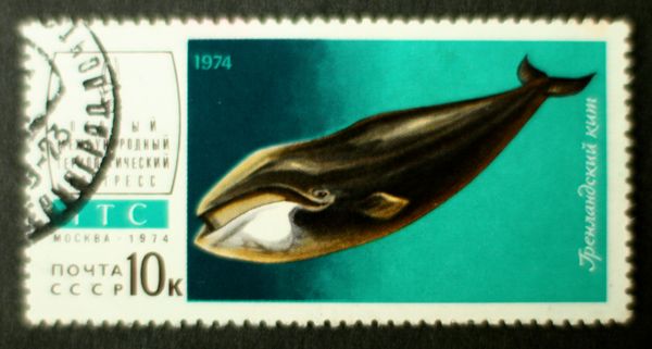 Bowhead Whale (Balaena mysticetus)