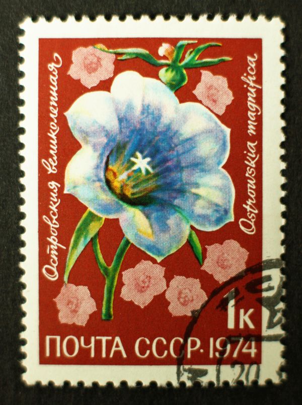 Ostrowskia Magnificent (Ostrowskia magnifica)