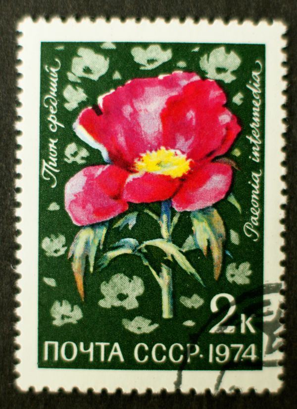Peony (Paeonia intermedia)