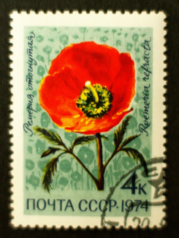 Roemeria (Roemeria refracta)