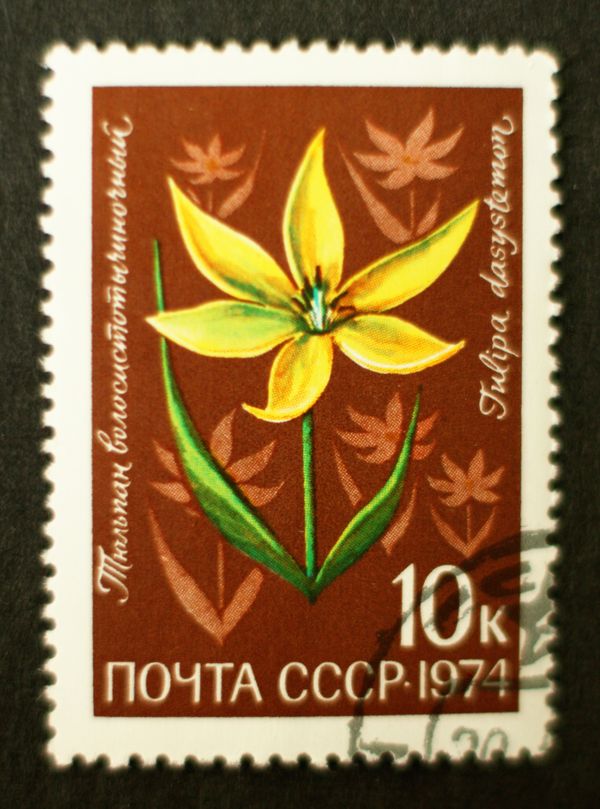 Tulip (Tulipa dasystemon)