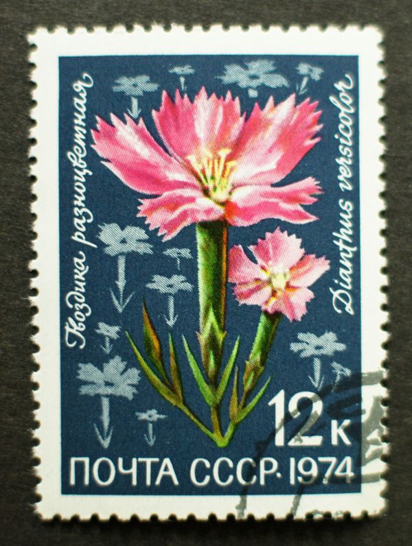 Carnation (Dianthus versicolor)