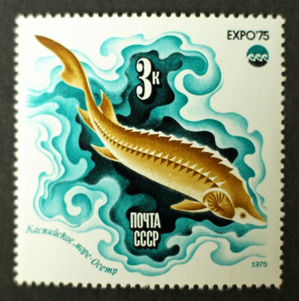 Russian Sturgeon (Acipenser gueldenstaedtii)