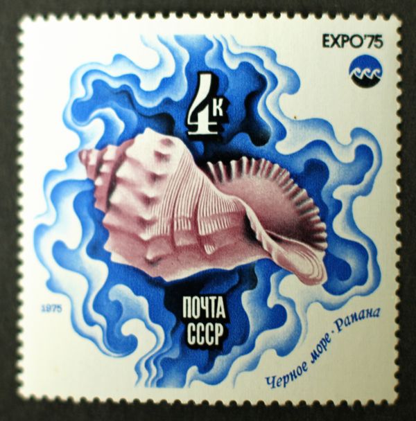 Veined Rapa Whelk (Rapana venosa)