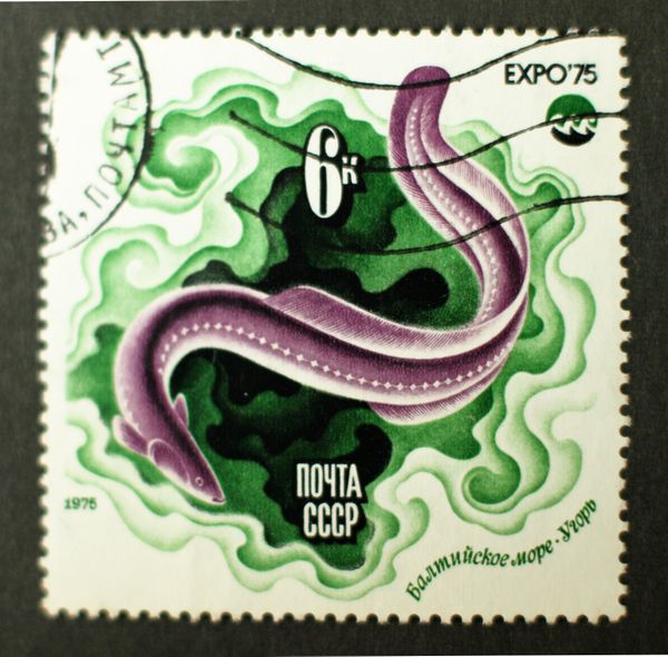 European Eel (Anguilla anguilla)