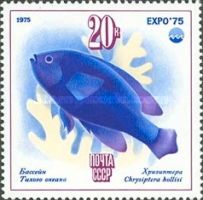 Grey Damselfish (Chrysiptera hollisi)