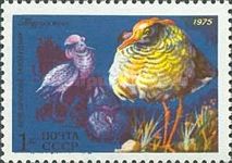 Ruff (Philomachus pugnax)