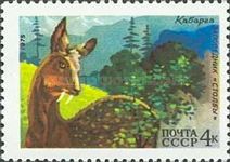 Siberian Musk Deer (Moschus moschiferus)