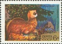 Siberian Weasel (Mustela sibirica)