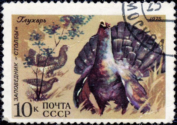 Western Capercaillie (Tetrao urogallus)