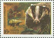 European Badger (Meles meles)