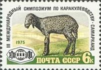 Karakul Lamb (Ovis ammon aries)