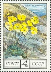Polar Poppy (Papaver polare)