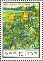 European Globe Flower (Trollius europaeus)