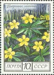 Yellow Anemone (Anemone ranunculoides)