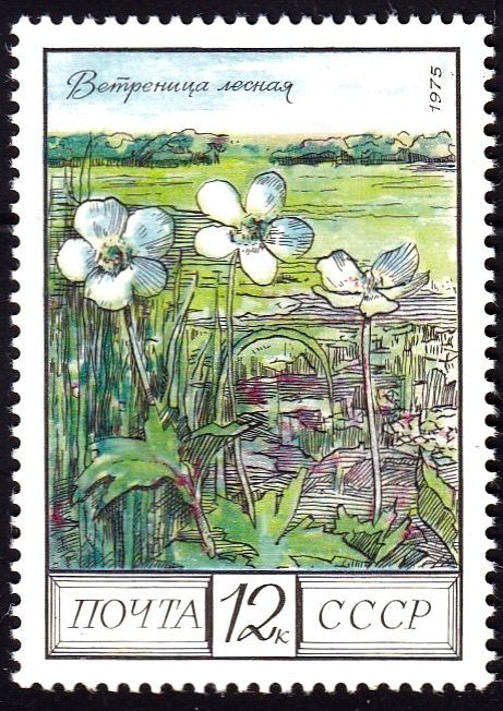 Snowdrop Anemone (Anemone sylvestris)