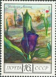 Eminium lehmannii