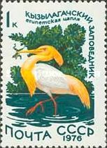 Cattle Egret (Bubulcus ibis)
