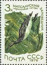 Black-throated Loon (Gavia arctica)