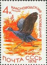 Eurasian Coot (Fulica atra)