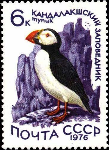 Atlantic Puffin (Fratercula arctica)