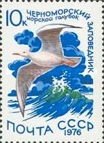 Slender-billed Gull (Chroicocephalus genei)