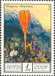 Crocus scharojanii