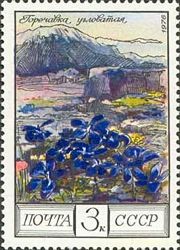 Gentiana angulosa