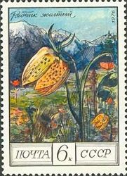Fritillaria lutea