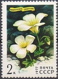 Siberian Saxifrage (Saxifraga sibrica)