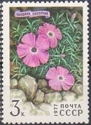 Crawling Carnation (Dianthus repens)