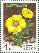 Novosieversia glacialis