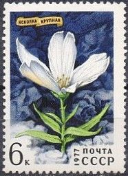Great Chickweed (Cerastium maximum)