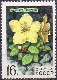 Rhododendron aureum