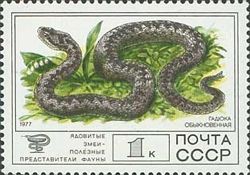 Common Viper (Vipera berus)