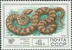 Levantine Viper (Vipera lebetina)